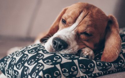 Korb, Decke oder Bett – welcher Schlafplatz für den Hund ist optimal?