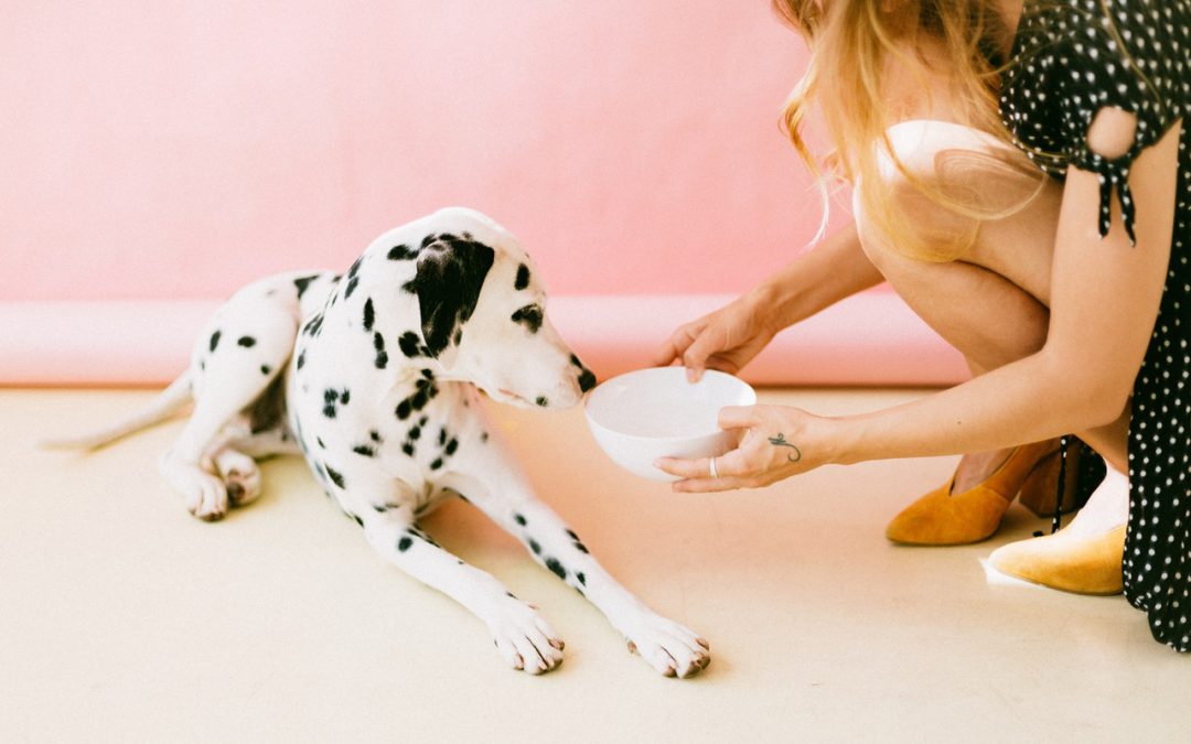 Woran lässt sich gutes Dosenfutter für Hunde und Katzen erkennen?